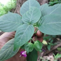 Dicliptera foetida (Forssk.) Blatt.